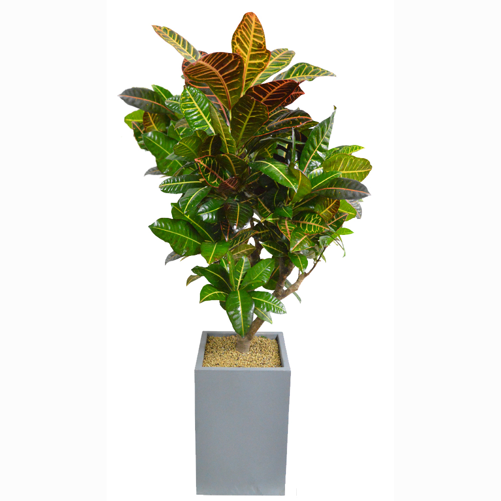 크로톤(시멘트분1)