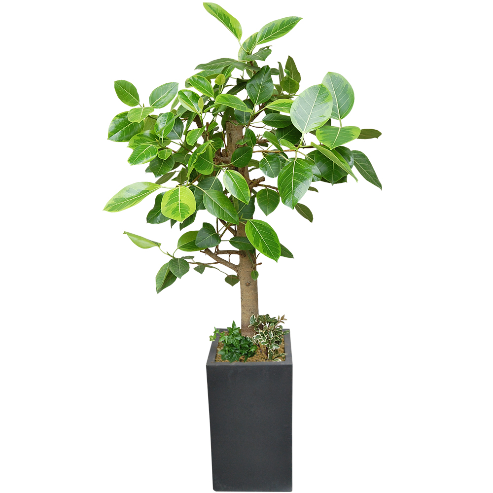 뱅갈고무나무(시멘트분)