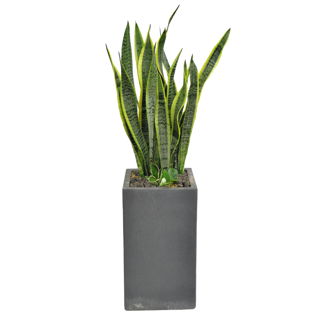 산세베리아(시멘트분)