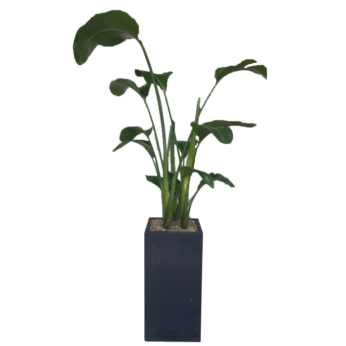 극락조(여인초)