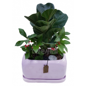 떡갈고무나무(테이블용)