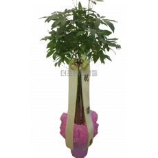 파키라(막분포장)